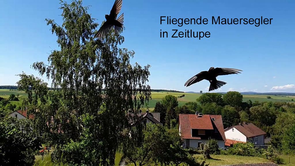 Fliegende Mauersegler in Zeitlupe